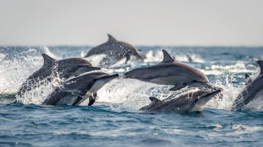 dolphins